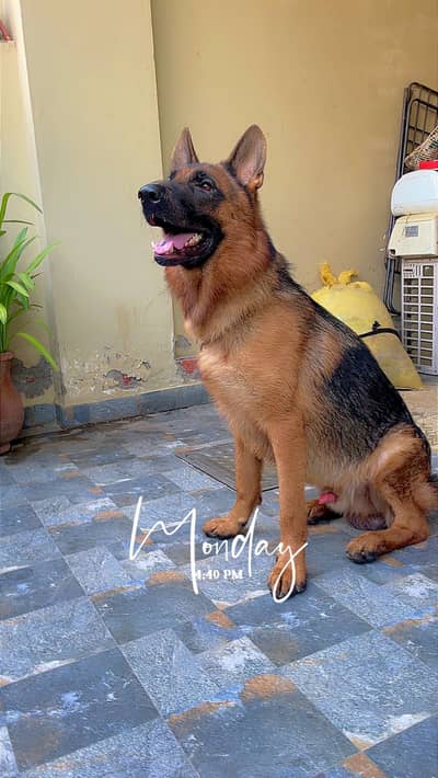  German Shepherd for Sale – Meet Oreo! 