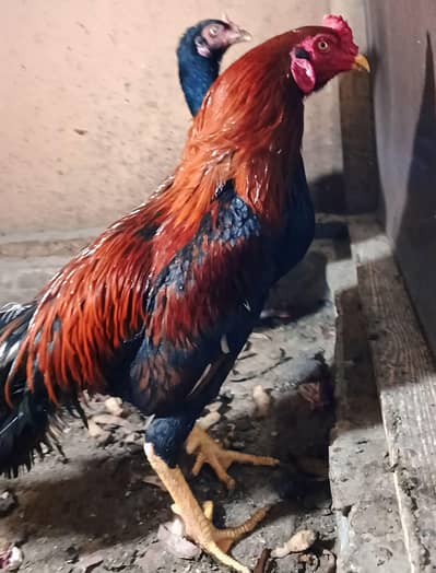 Pure Aseel Murgha – Heavy & Active – Ghar ka Pala Hua