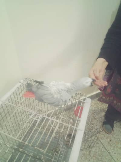 African Grey home pet for sale