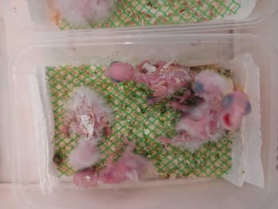 Exotic Parrot Chicks for Sale