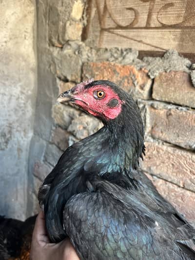 Thai male and female available 9000 one piece