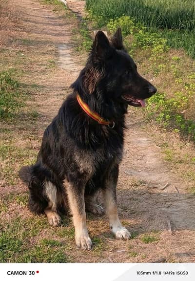 German shepherd Male Dog