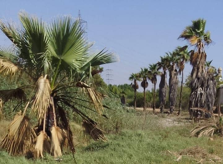walpalm trees 0
