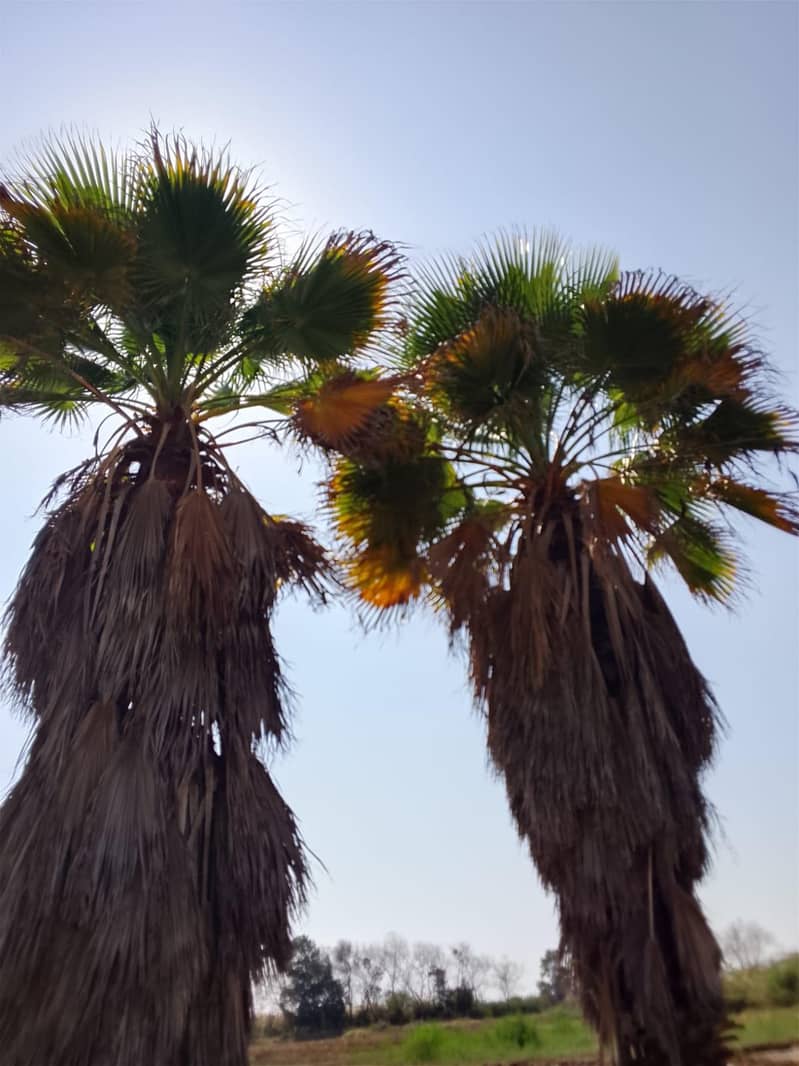 walpalm trees 1