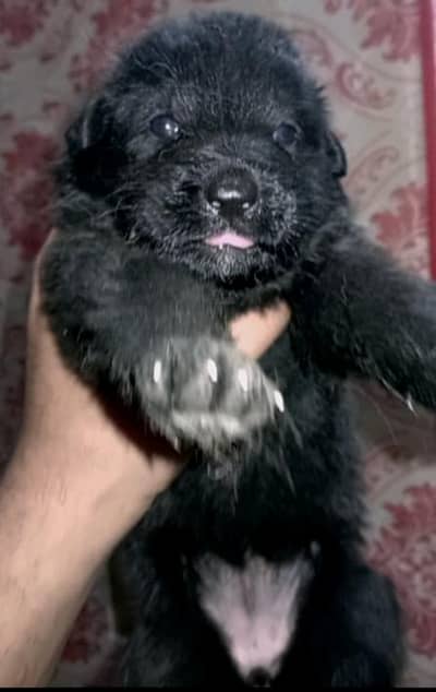 Germon shepherd long coat puppies.