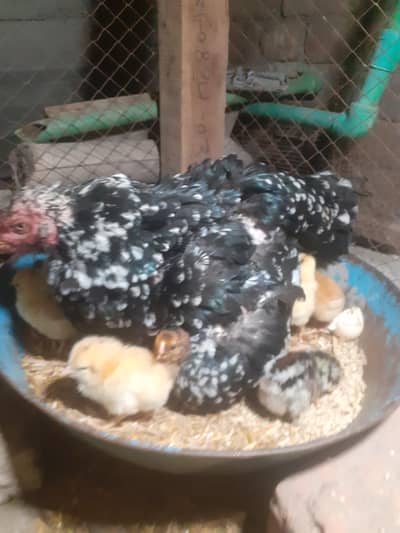 Thai aseel murge with 15 chicks desi and aseel