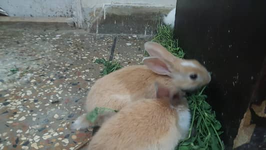 Rabbit Bunny Bunnies Fancy