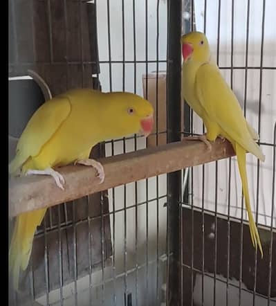 Yellow Ringneck Pair