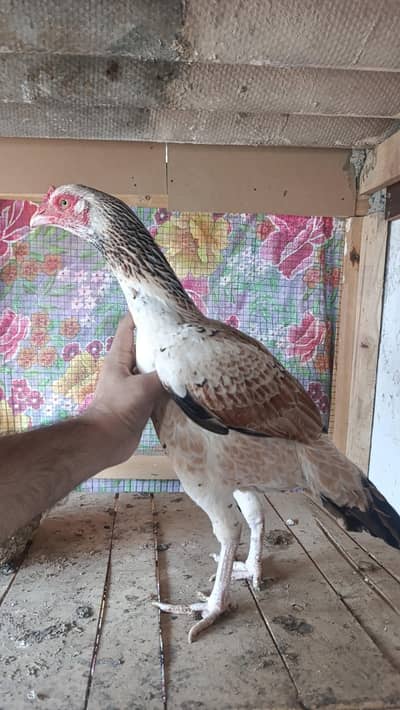 Miawali Jawa Aseel Murghi