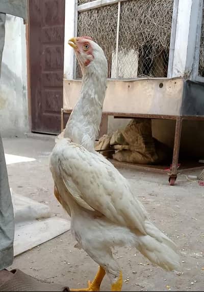 TOP QUALITY WHITE O SHAMO FEMALE