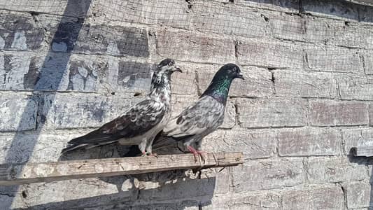 Vvip Chapray Resulted Pair