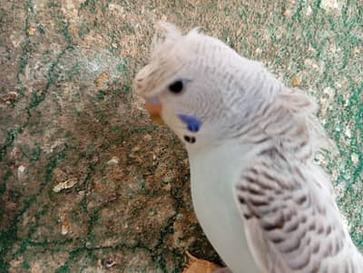 TCB back frll Undersize Pathay