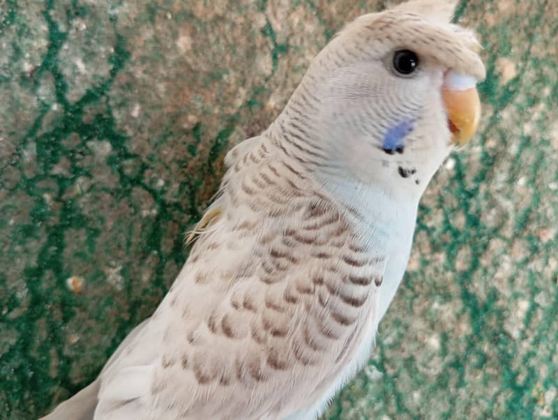 TCB back frll Undersize Pathay 1