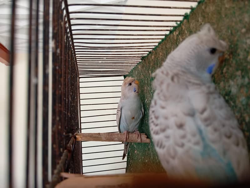 TCB back frll Undersize Pathay 2