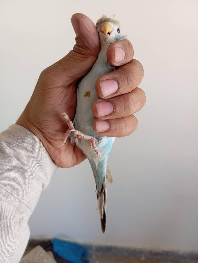 TCB back frll Undersize Pathay 3