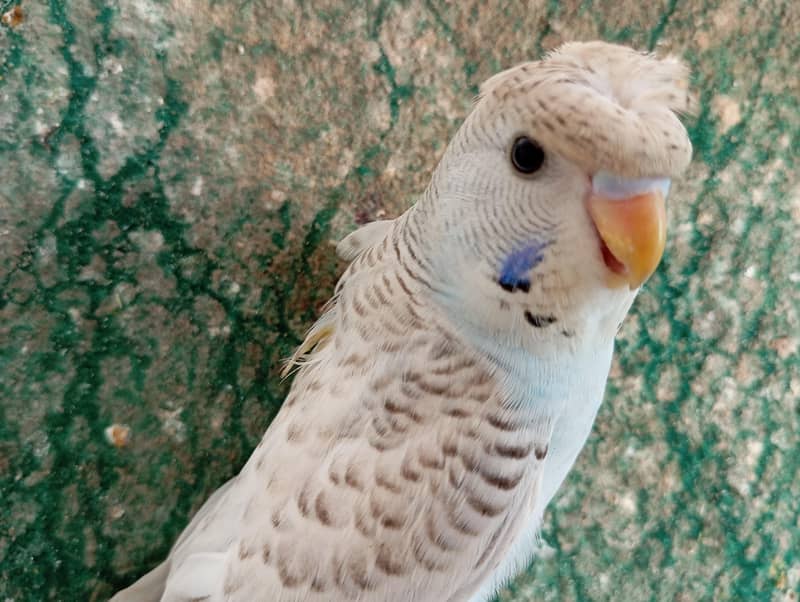 TCB back frll Undersize Pathay 4