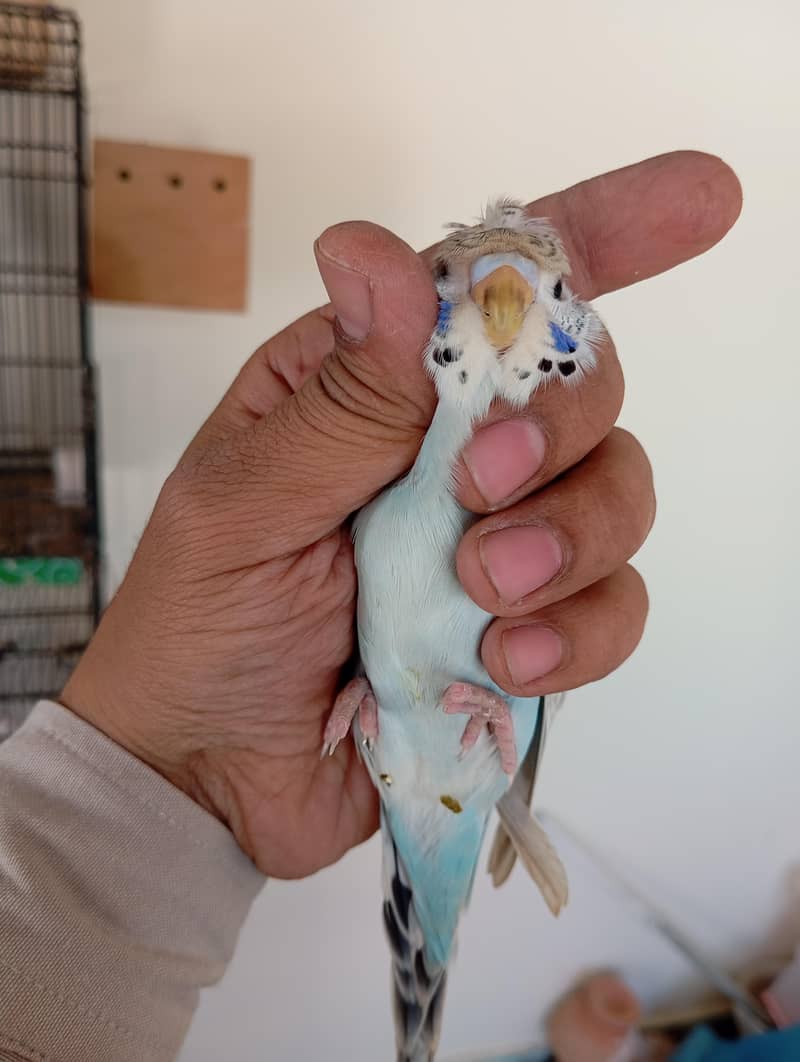 TCB back frll Undersize Pathay 5