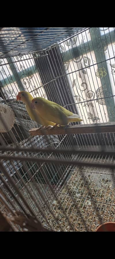 Kashmiri raw, Creamino & Decino pair.