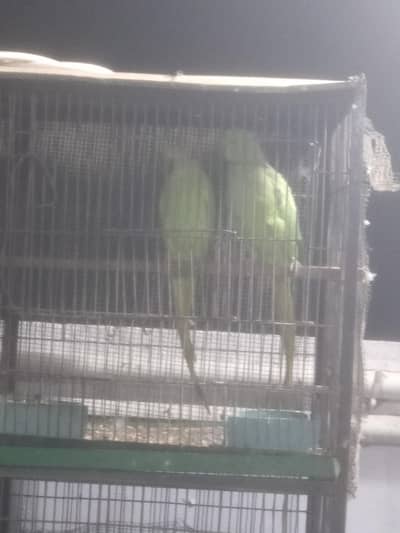 Ringneck And Pure Pahari Alexander Kashmeri Female 03433041059
