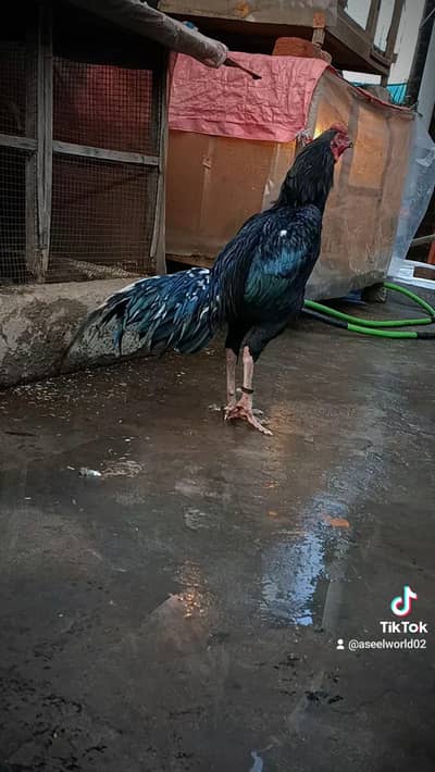 mushka lassani patha