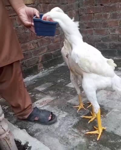 Aseel Shamo 03084613821 WhatsApp