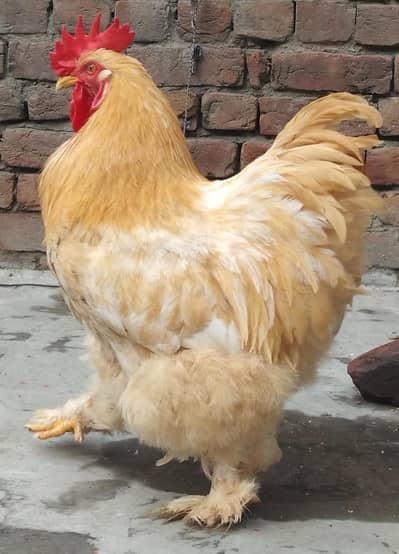 Home Breed Golden Buff