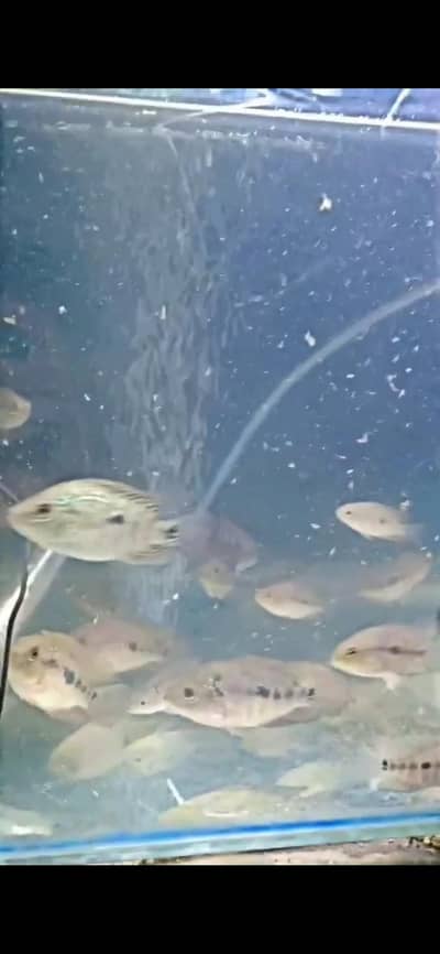 mashallah high quality baby flowerhorn fish