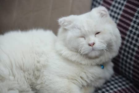 Scottish Fold (Highland Fold) weight male Cat