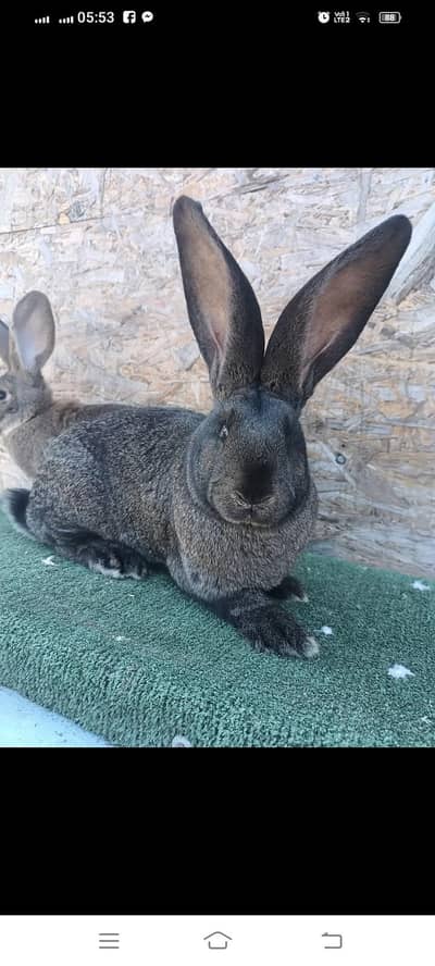 Jarman jaint hi imported hi breed