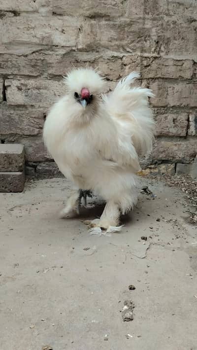 White silkie