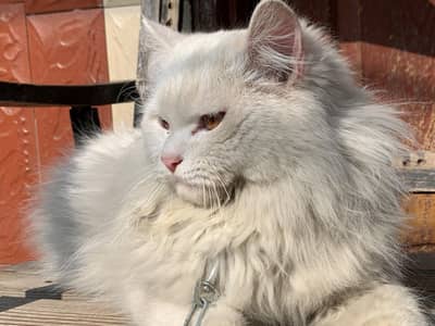 PERCIAN MALE CAT WHITE