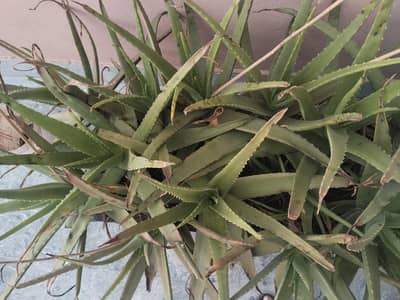 strong alo vera plants