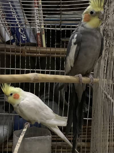 Adult Male Cocktails in Cheap Price