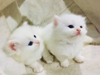 White persian kittens pair
