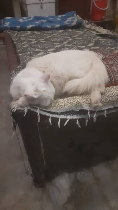 persian cat (female) for sale