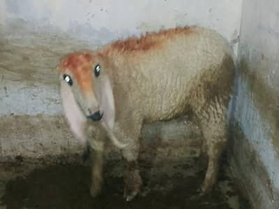 1 paid goat for sale