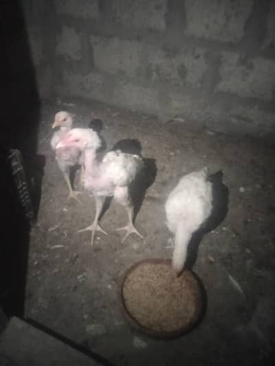 bhai final hai 13000 ghr ky Bache hai full active Jo Bhai serious ho w