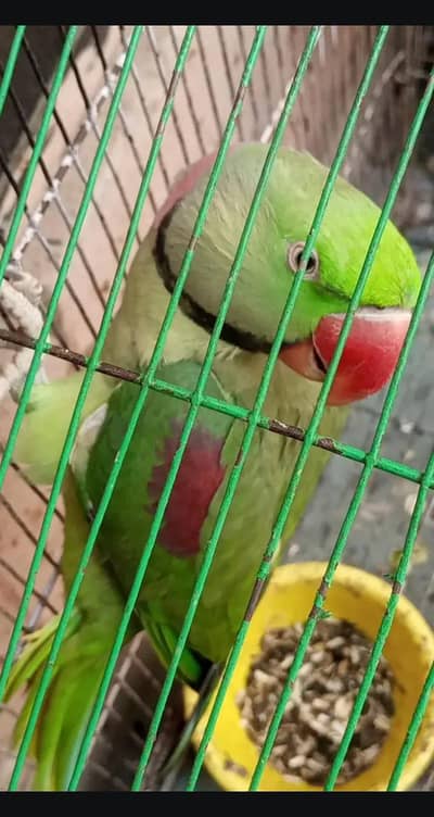 Talking parrots for sale