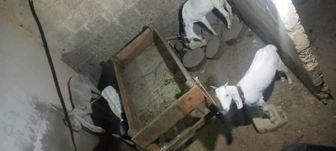 pora setup sell karha hu