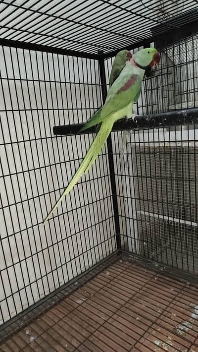 FERTILE Breeder Raw pair