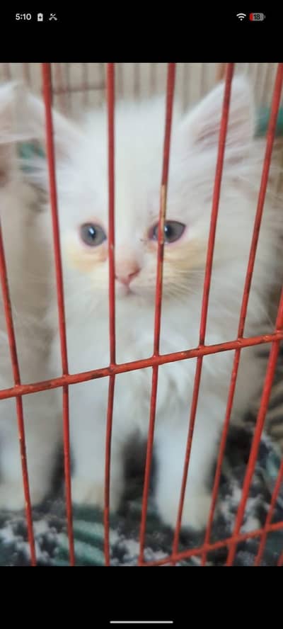 one pair and it's mother