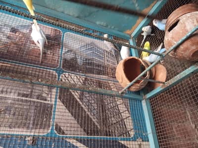 Australian brider pair