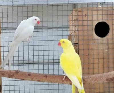 Yellow*White Ringneck Pair