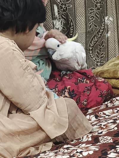 Children's Friendly Triton Cockatoo