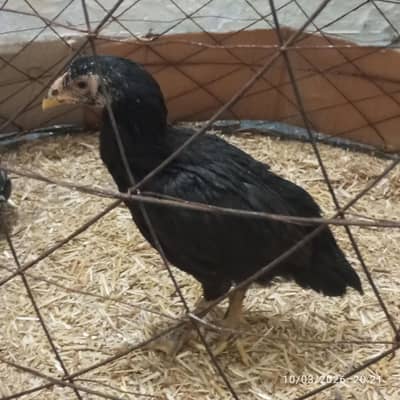 aseel high quality pathi