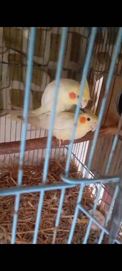 cocktail 100% confirm breeder pair