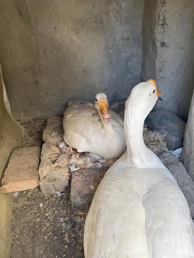 white long neck ducks pair