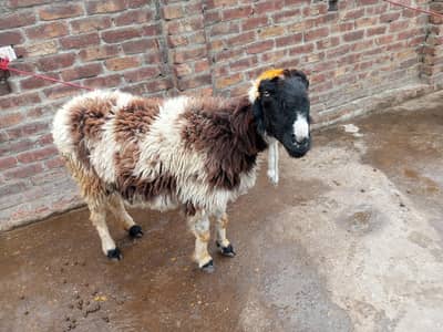 puar mundri female or ak chatra for sale