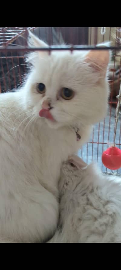 one pair and it's mother  25000 ma sab