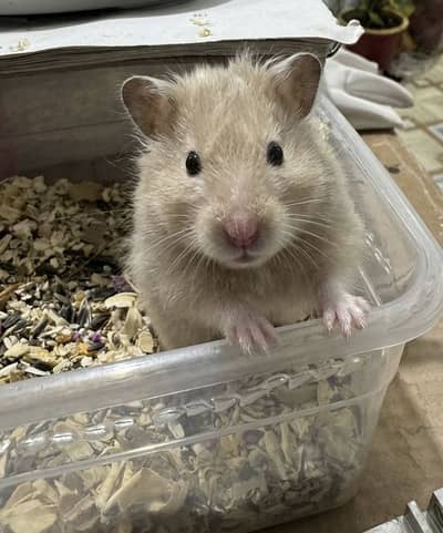 Hamster for sale very playful and hand trained